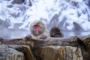 関西で家族が楽しめる穴場の温泉宿は？