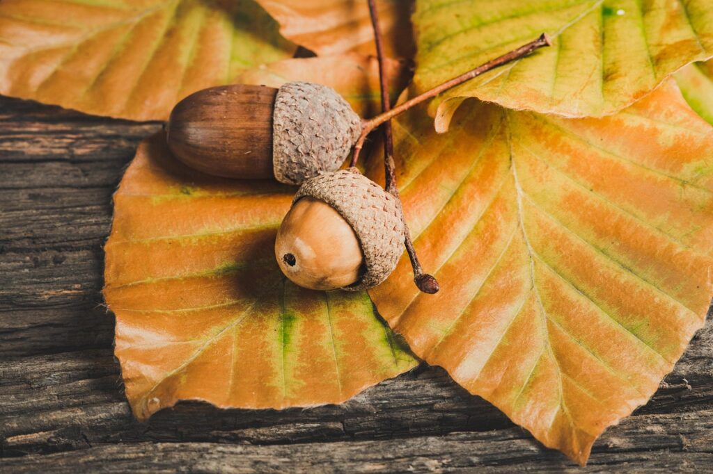 連休に子連れで楽しめる紅葉の穴場スポットは？