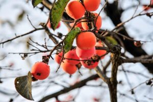 お盆に訪れたい穴場の森林カフェはどこ？