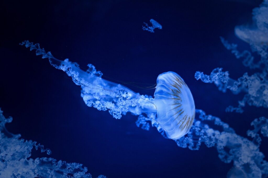 連休に子連れで楽しめる水族館の穴場スポットは？
