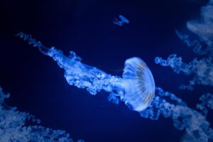 連休に子連れで楽しめる水族館の穴場スポットは？