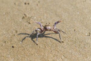 連休に子連れで楽しめる海水浴場の穴場は？