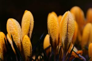 九州の春に訪れるべき穴場観光地はどこですか？