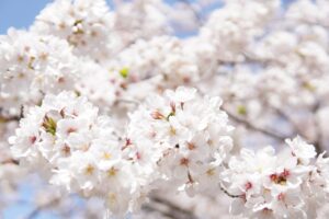 佐賀の春休みに訪れたい穴場観光地は？